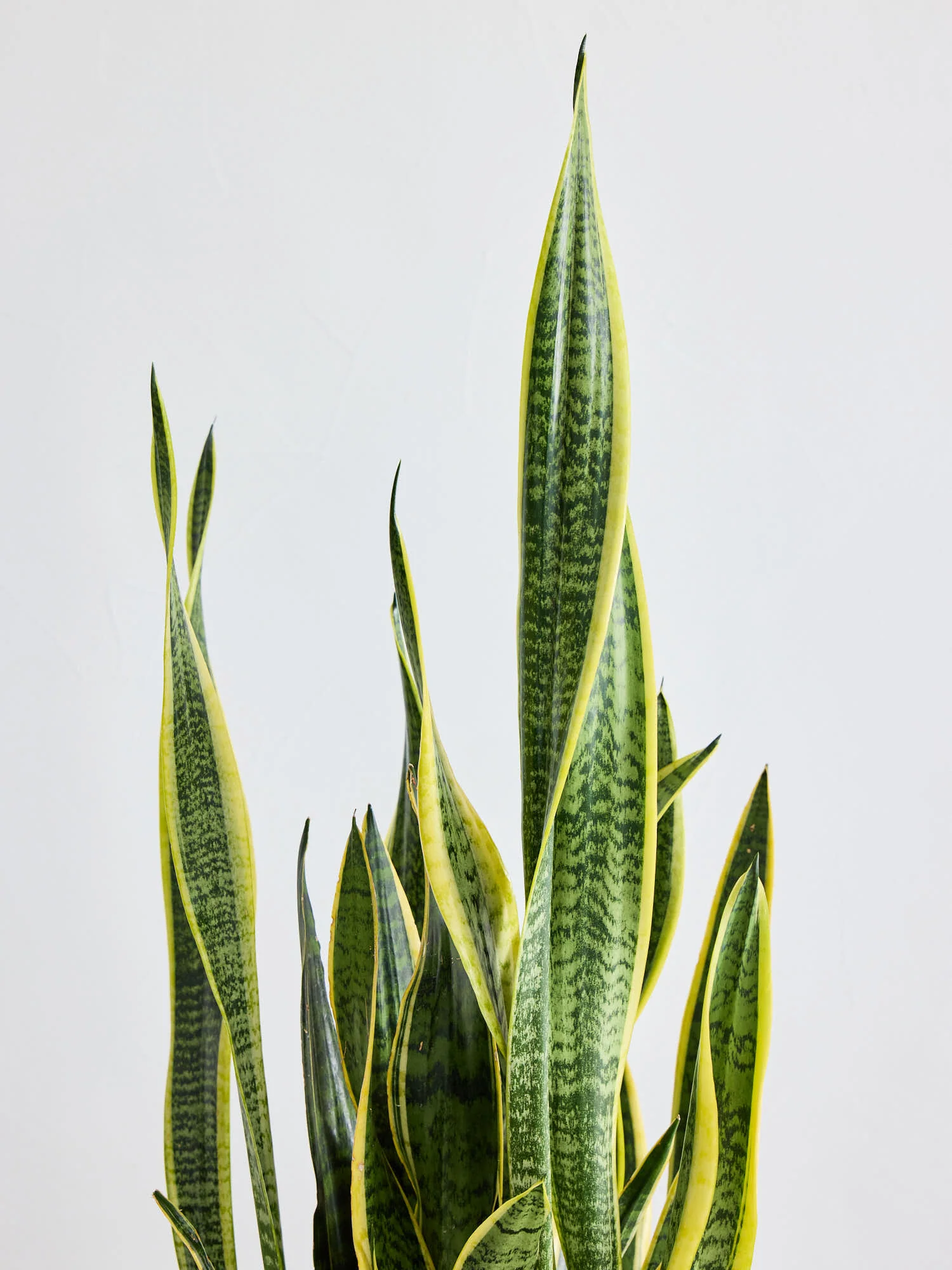 サンスベリア・ローレンチー