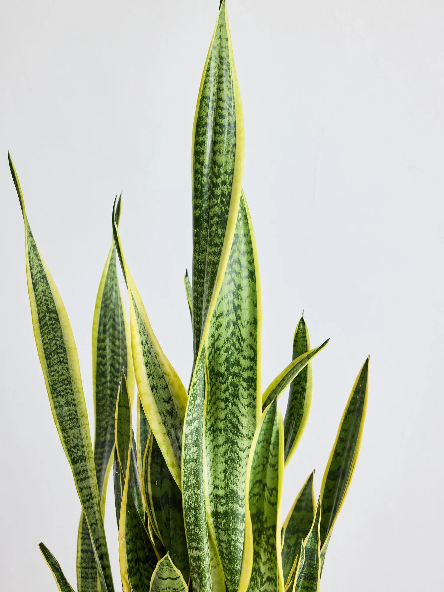 サンスベリア・ローレンチー