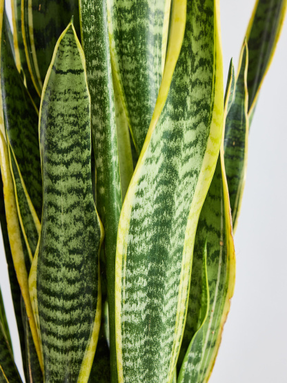 サンスベリア・ローレンチー