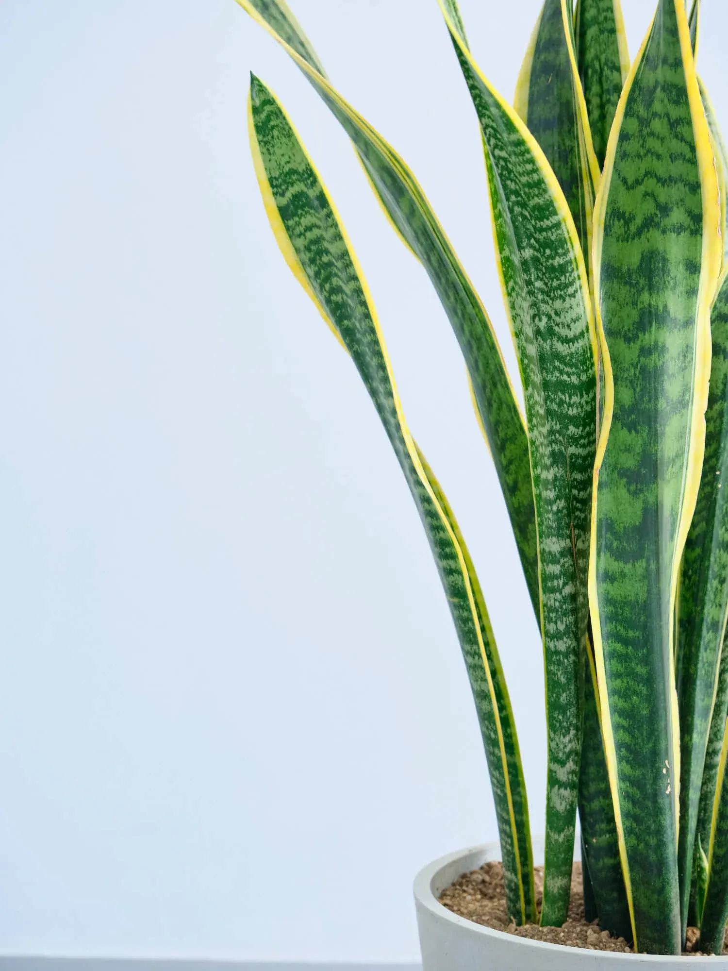 サンスベリア・ローレンチー