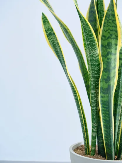 サンスベリア・ローレンチー