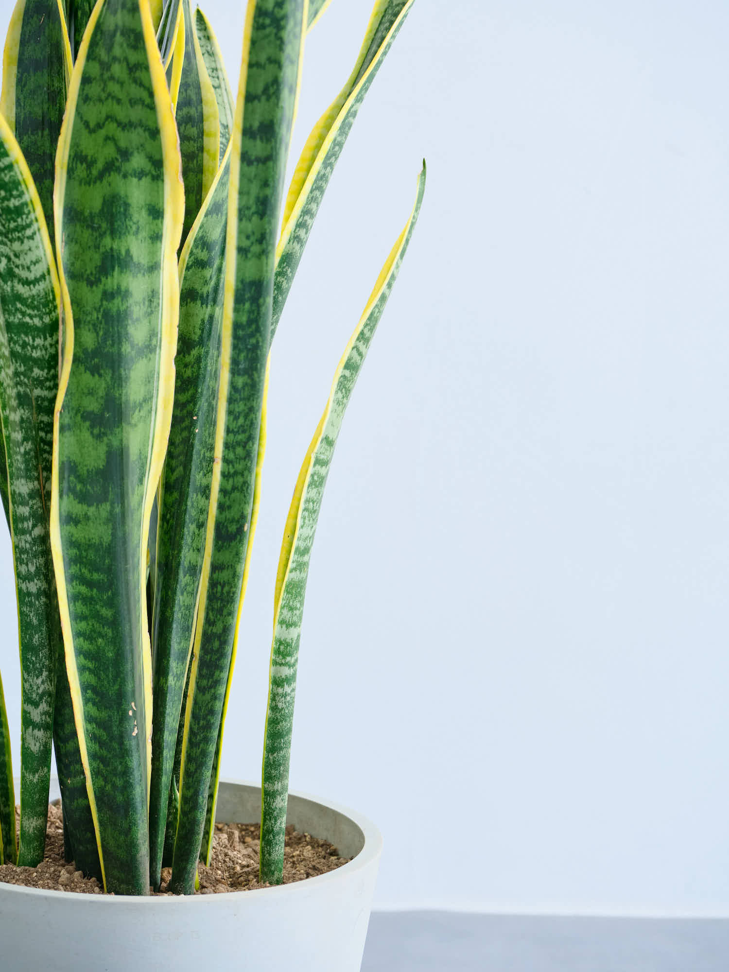 サンスベリア・ローレンチー