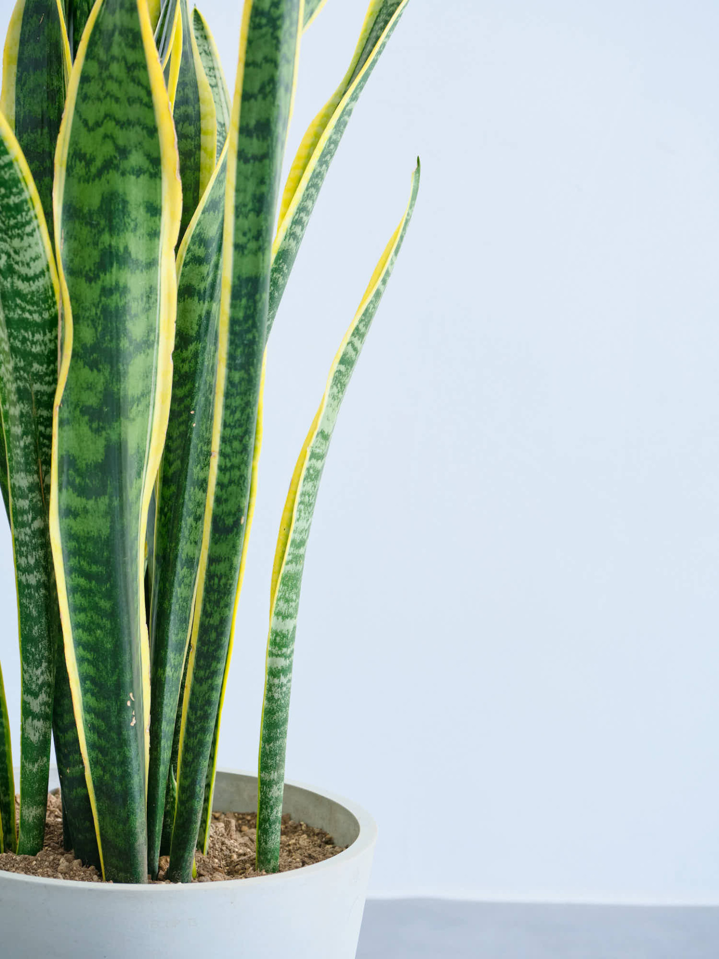 サンスベリア・ローレンチー