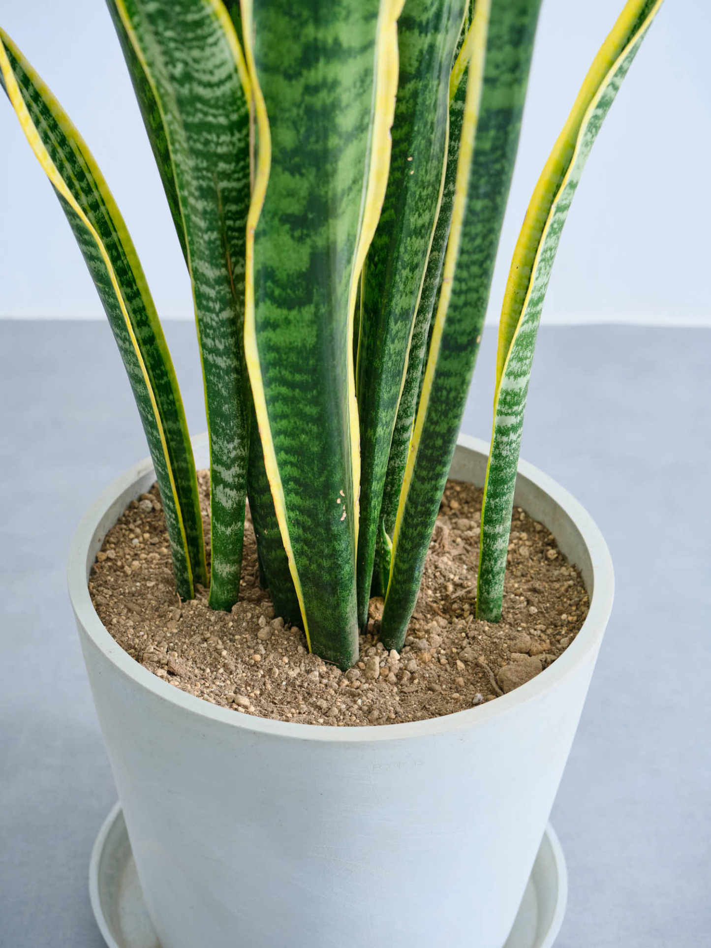 サンスベリア・ローレンチー