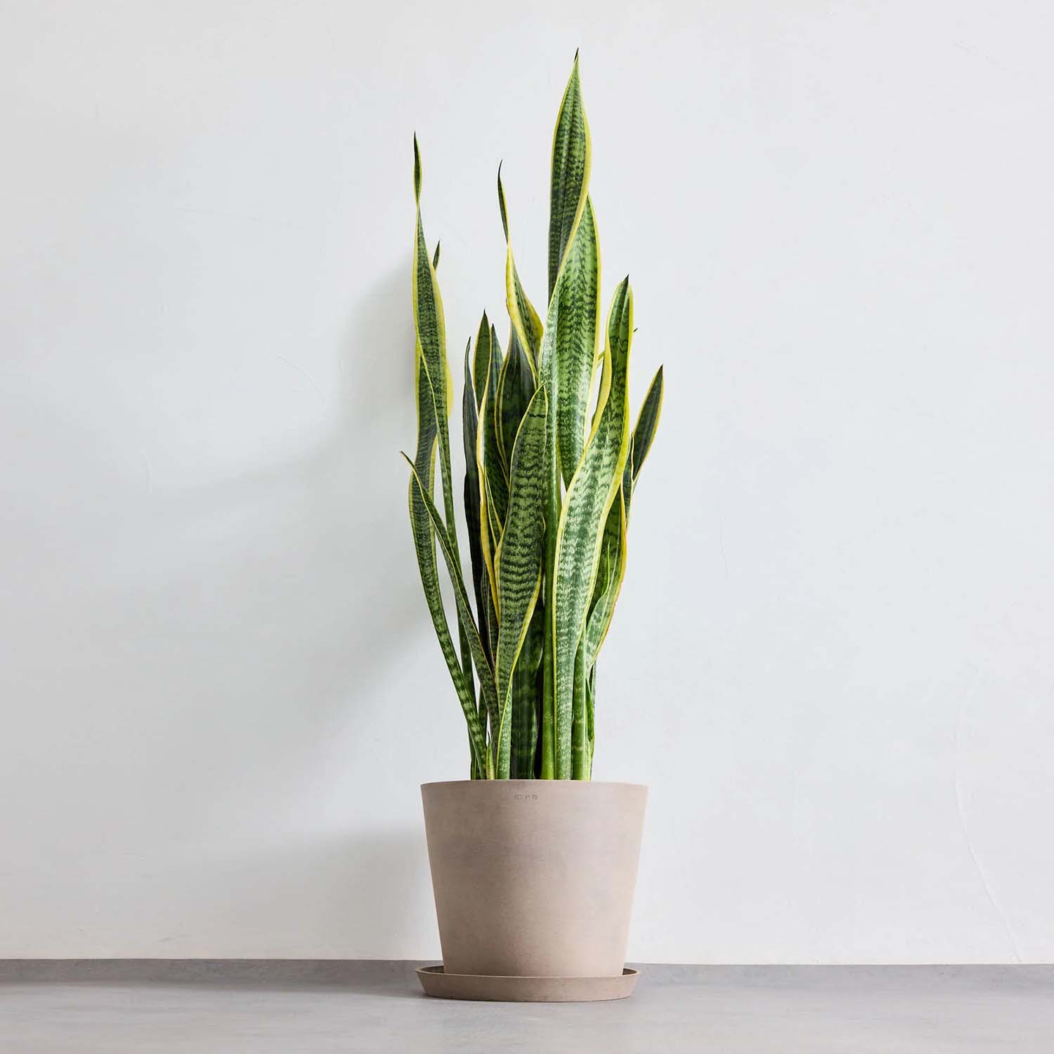 サンスベリア・ローレンチー