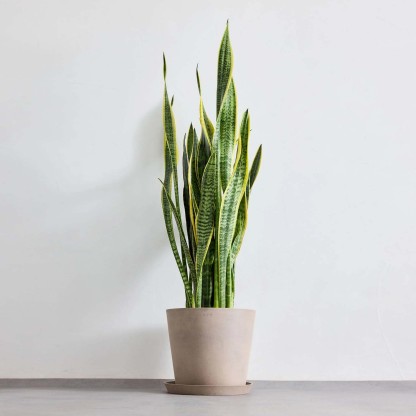 サンスベリア・ローレンチー