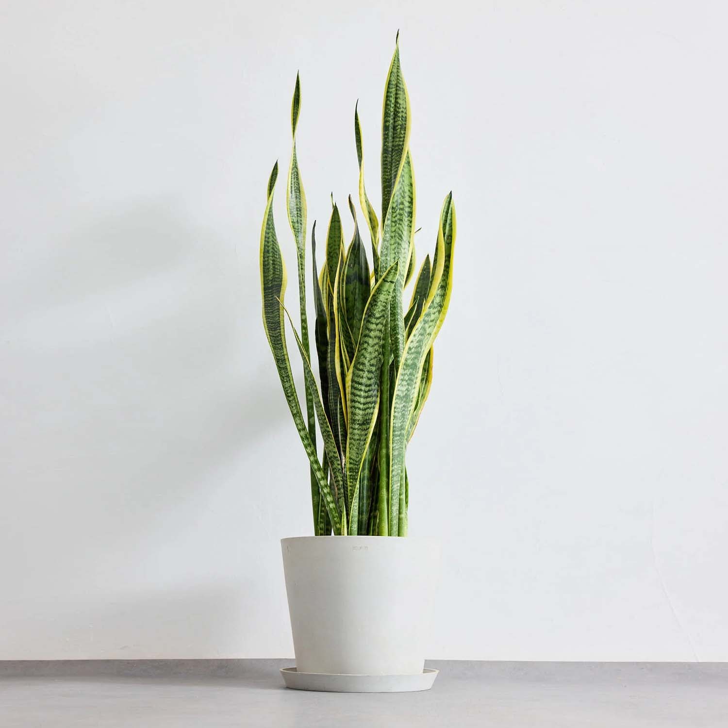 サンスベリア・ローレンチー