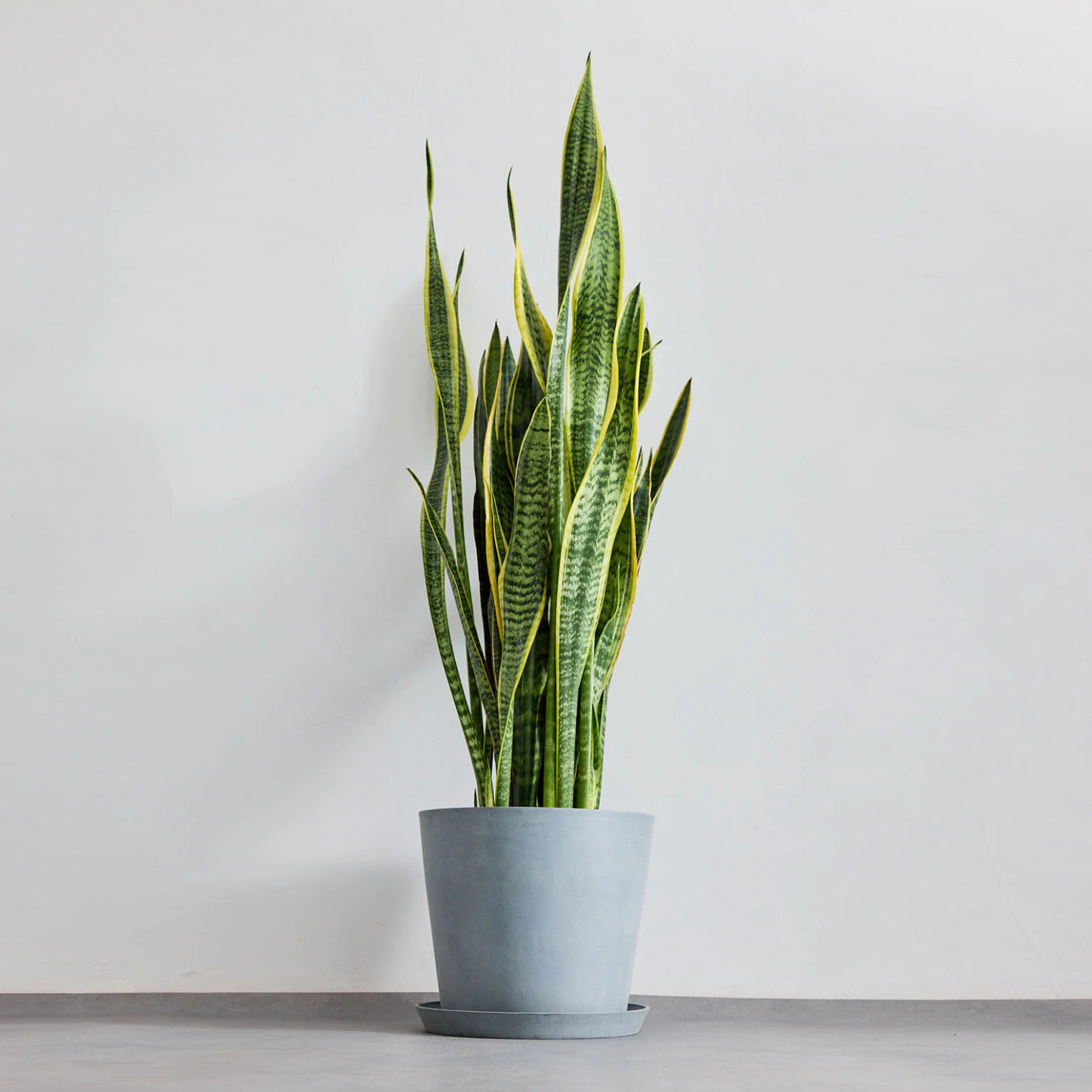 サンスベリア・ローレンチー