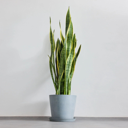 サンスベリア・ローレンチー