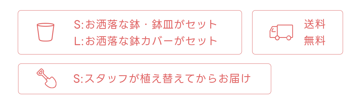 お洒落な鉢・鉢皿がセット 送料無料 スタッフが植え替えてからお届け