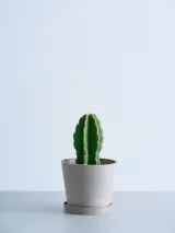 柱サボテン