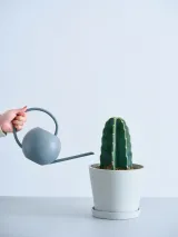 柱サボテン