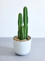柱サボテン