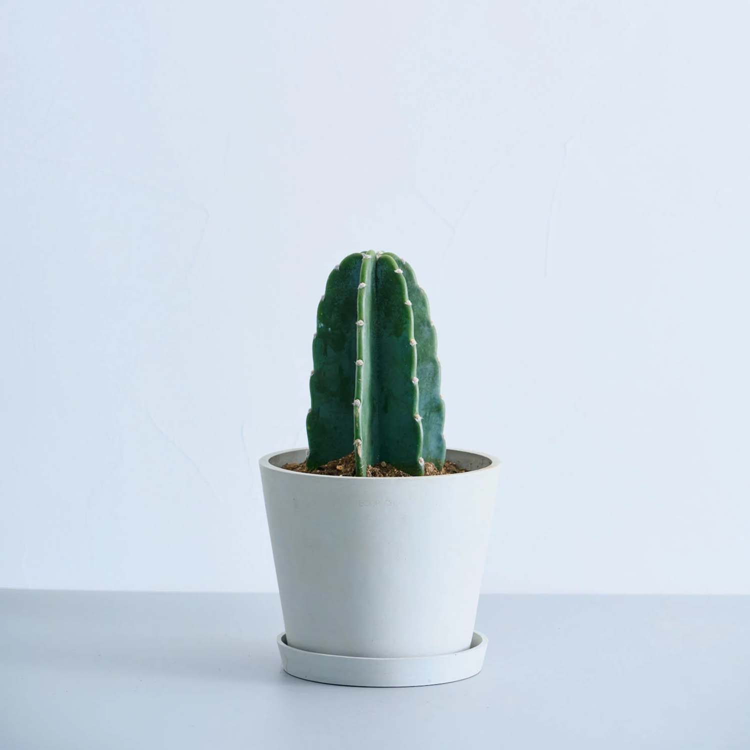 柱サボテン | ペットや子供に優しいスタイリッシュな観葉植物 – CAGUUU