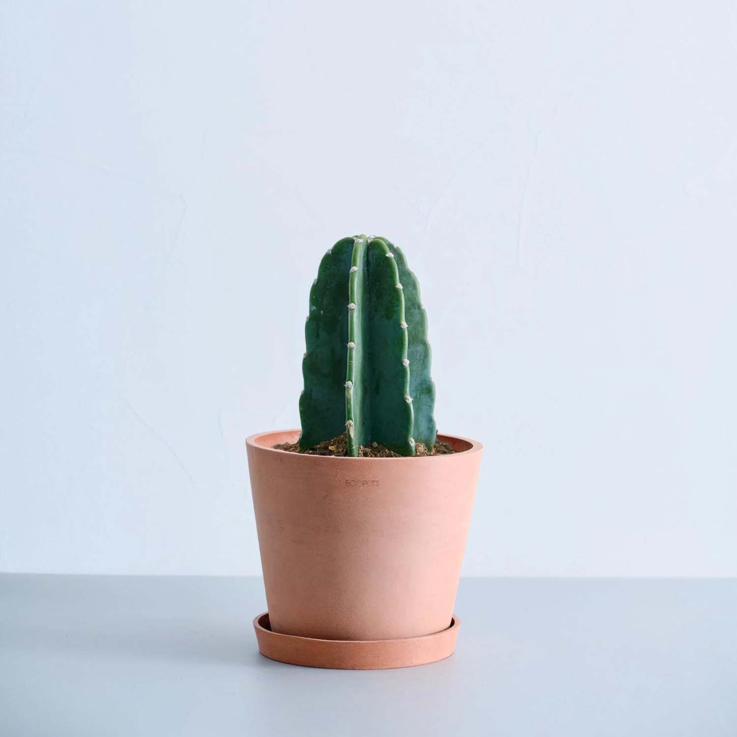 柱サボテン | ペットや子供に優しいスタイリッシュな観葉植物 – CAGUUU