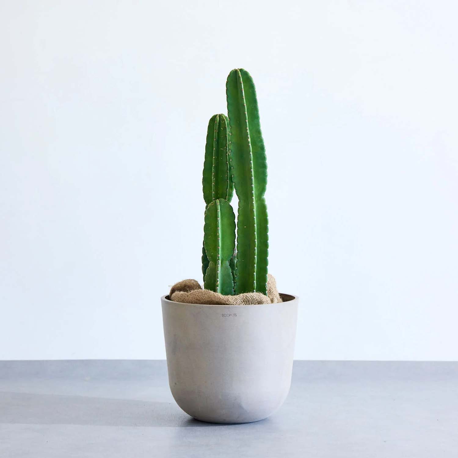 柱サボテン | ペットや子供に優しいスタイリッシュな観葉植物 – CAGUUU