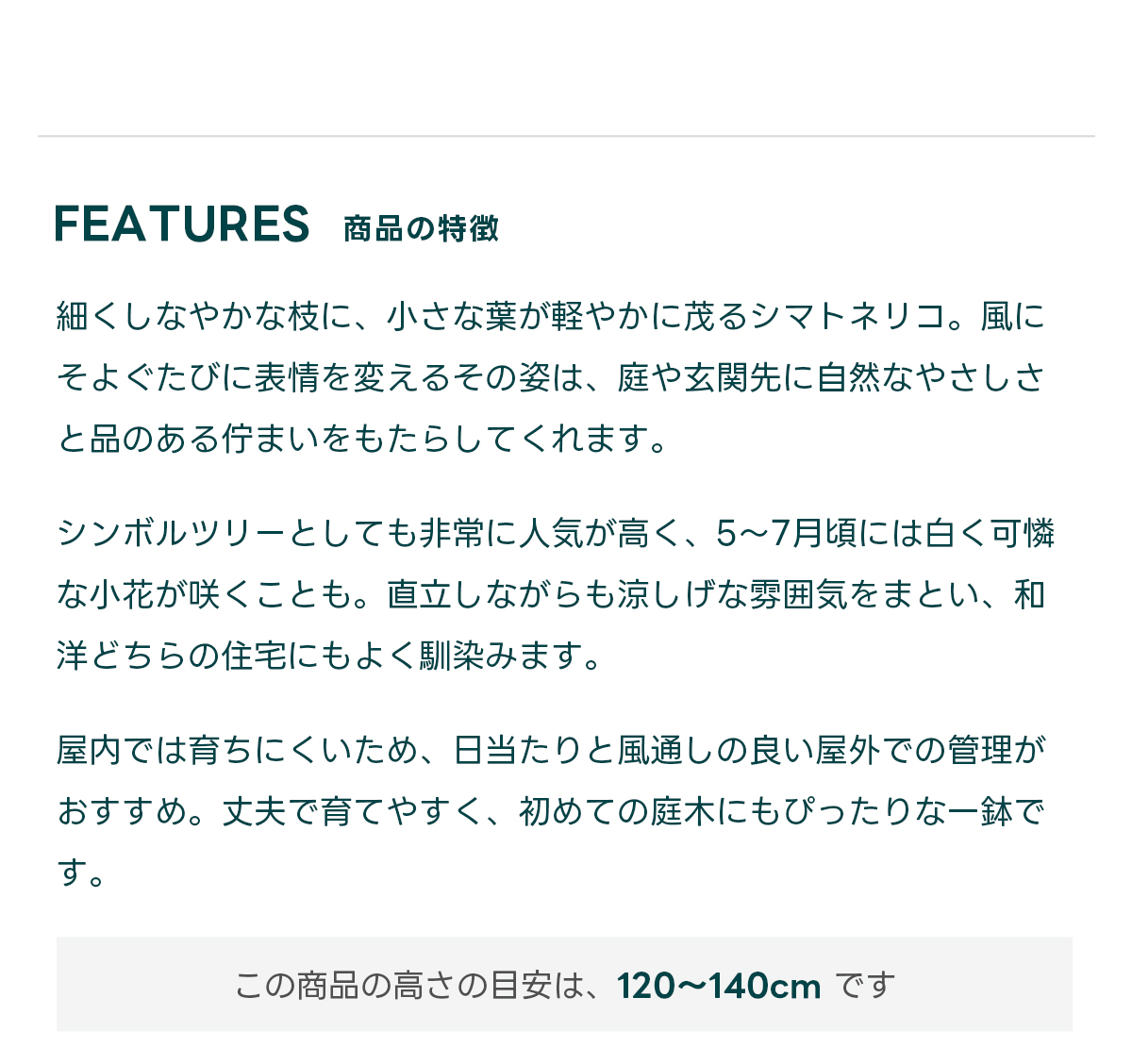FEATURES商品の特徴 細くしなやかな枝に、小さな葉が軽やかに茂るシマトネリコ。風にそよぐたびに表情を変えるその姿は、庭や玄関先に自然なやさしさと品のある佇まいをもたらしてくれます。  シンボルツリーとしても非常に人気が高く、5〜7月頃には白く可憐な小花が咲くことも。直立しながらも涼しげな雰囲気をまとい、和洋どちらの住宅にもよく馴染みます。  屋内では育ちにくいため、日当たりと風通しの良い屋外での管理がおすすめ。丈夫で育てやすく、初めての庭木にもぴったりな一鉢です。  この商品の高さの目安は、120〜140cm です