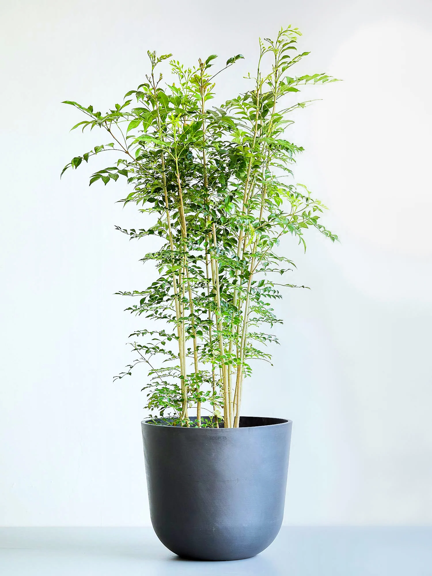 シマトネリコ | 自然な優雅さと品格をもたらすシンボルツリー – CAGUUU