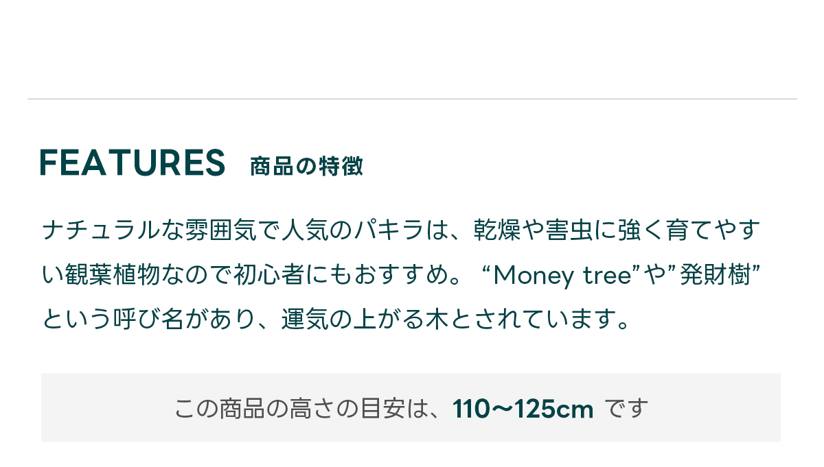 FEATURES商品の特徴 ナチュラルな雰囲気で人気のパキラは、乾燥や害虫に強く育てやすい観葉植物なので初心者にもおすすめ。 “Money tree”や”発財樹”という呼び名があり、運気の上がる木とされています。  この商品の高さの目安は、 110〜125cm です