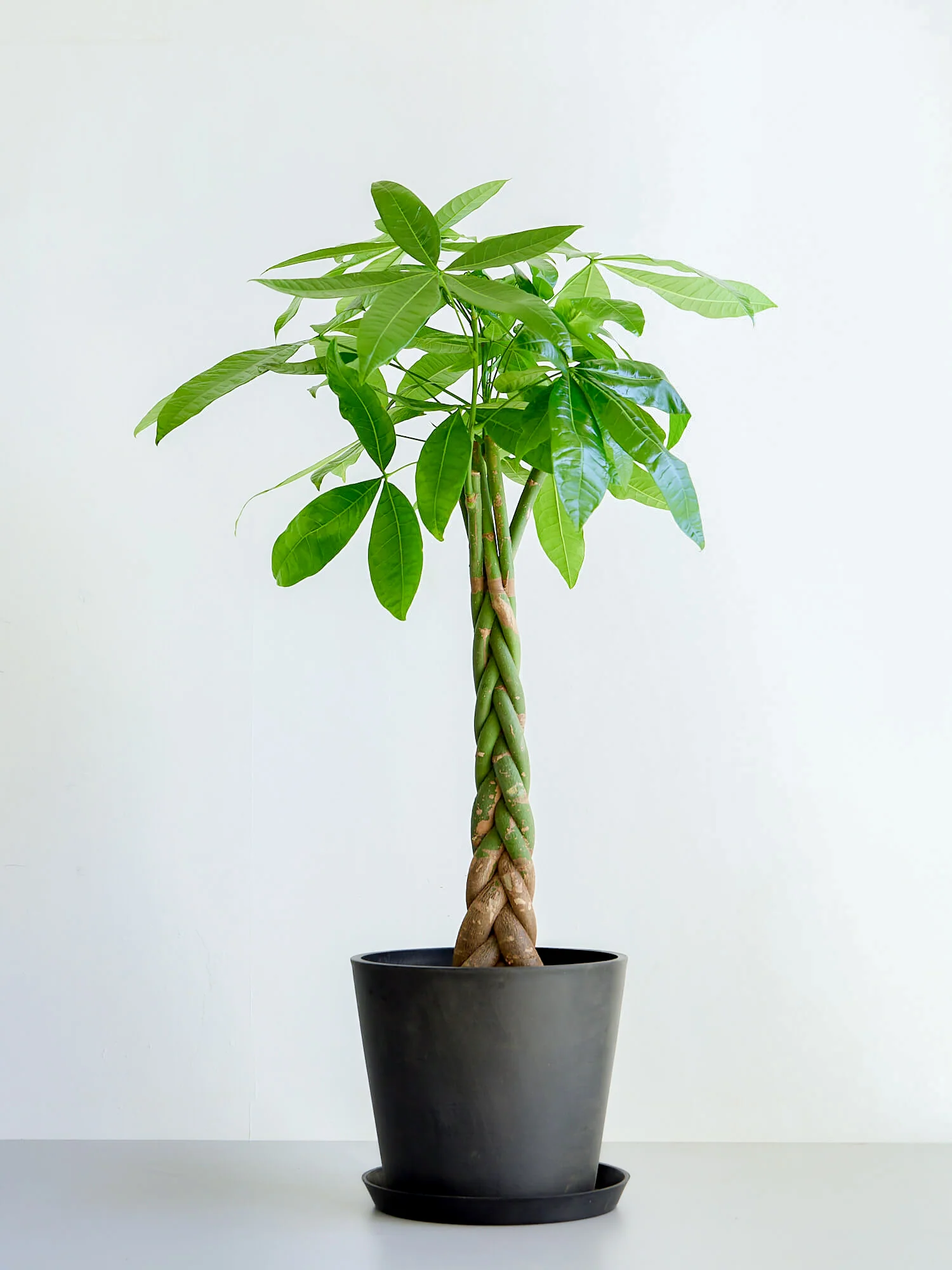 値下●引取り限定●大型　パキラ 180cm ねじりパキラ 観葉植物 植木 庭木 パキラ ねじり | 空間に動きを与えるユニークなデザイン – CAGUUU