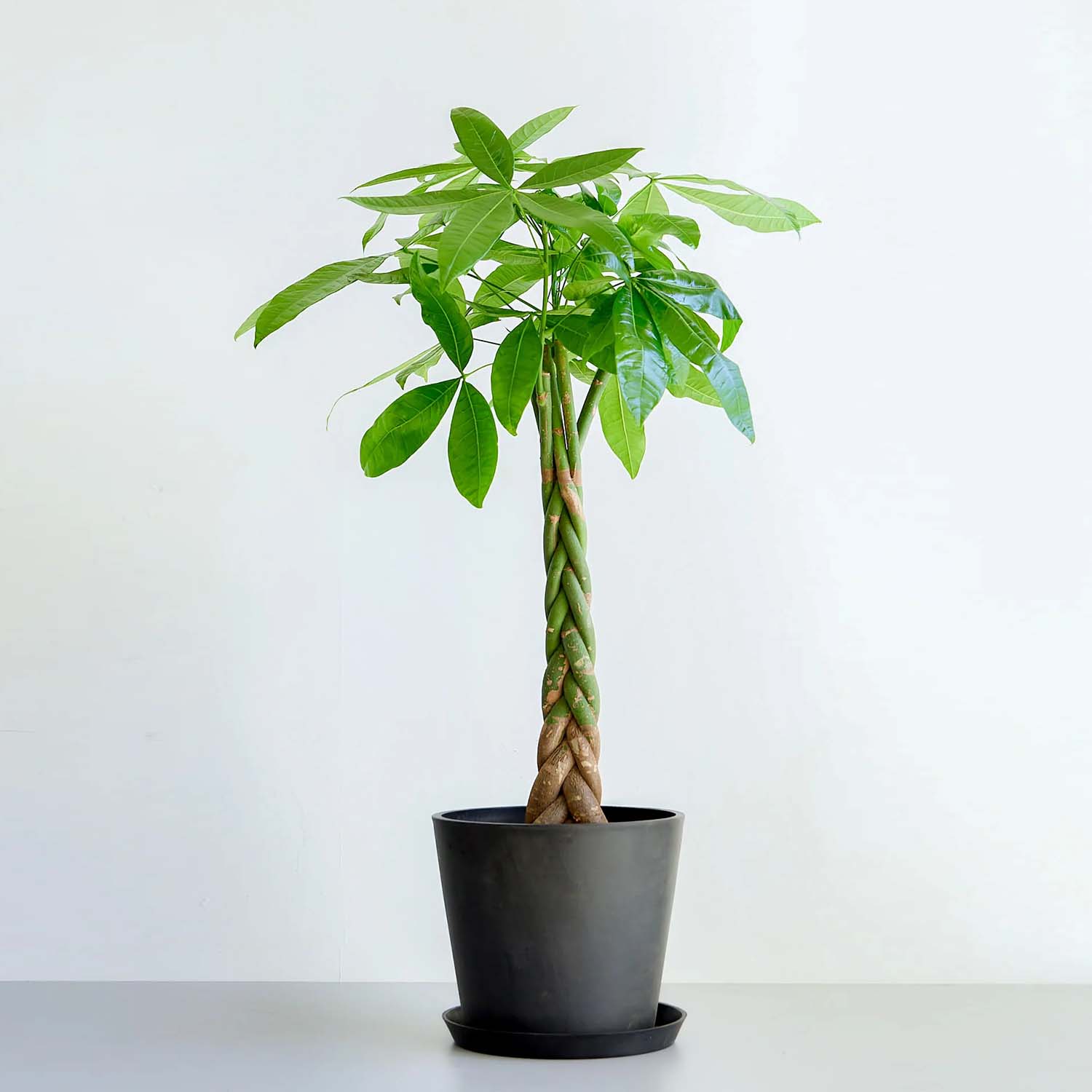 値下●引取り希望●大型　パキラ 180cm ねじりパキラ 観葉植物 植木 庭木 パキラ ねじり | 空間に動きを与えるユニークなデザイン – CAGUUU