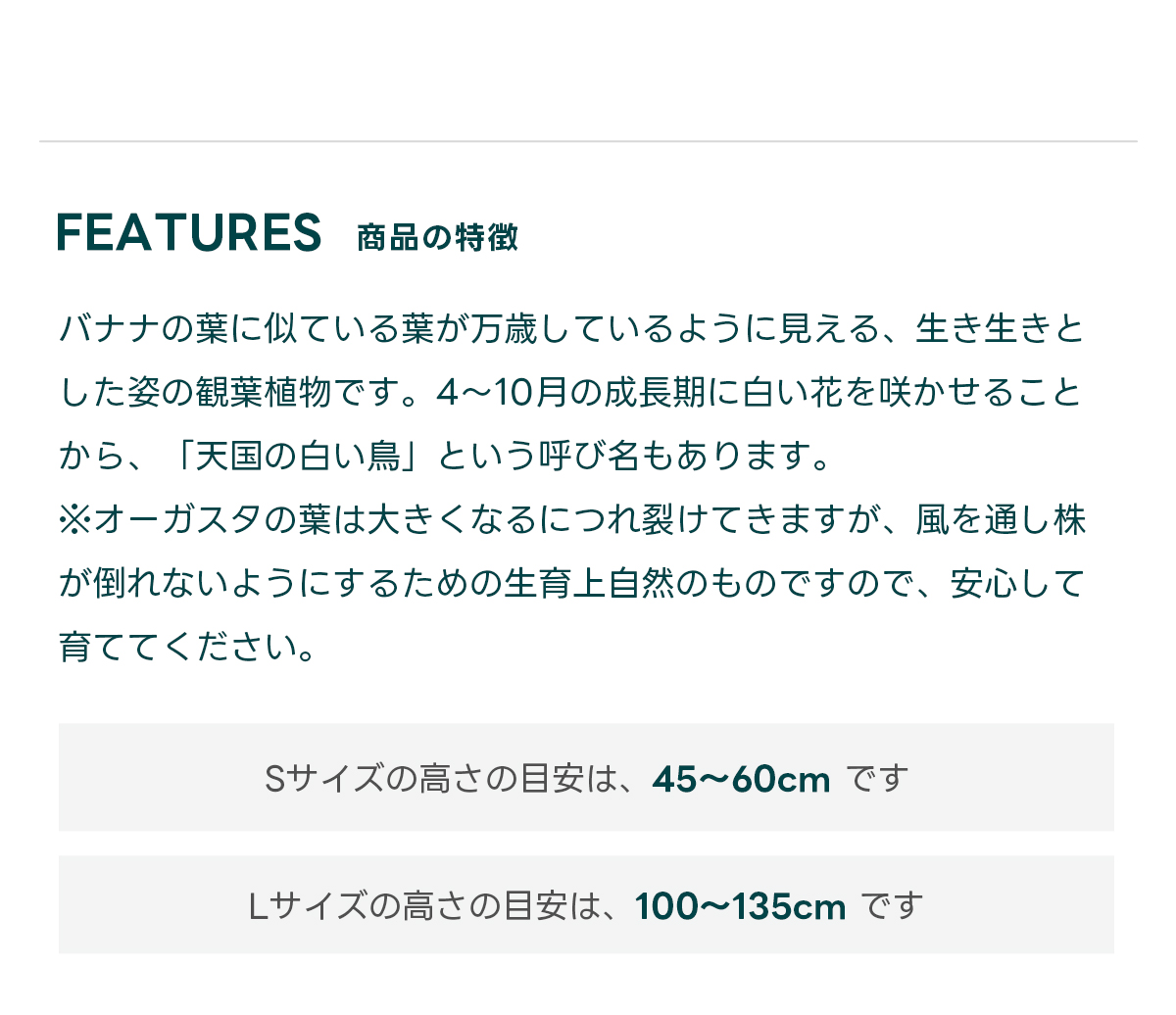 FEATURES商品の特徴 バナナの葉に似ている葉が万歳しているように見える、生き生きとした姿の観葉植物です。4〜10月の成長期に白い花を咲かせることから、「天国の白い鳥」という呼び名もあります。 ※オーガスタの葉は大きくなるにつれ裂けてきますが、風を通し株が倒れないようにするための生育上自然のものですので、安心して育ててください。  Sサイズの高さの目安は、45〜60cm です Lサイズの高さの目安は、100〜135cm です