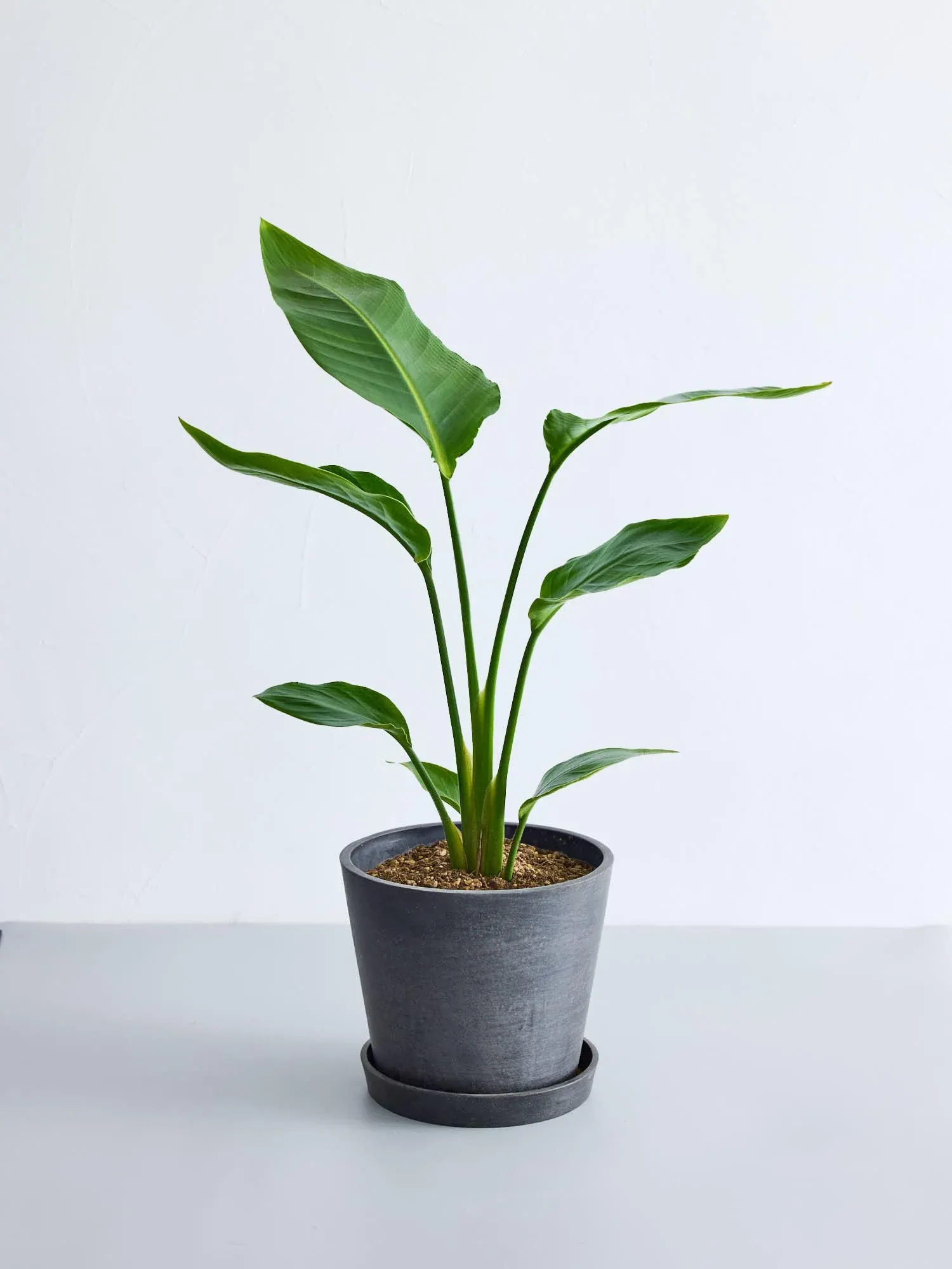 ストレリチア・オーガスタ