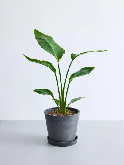 ストレリチア・オーガスタ