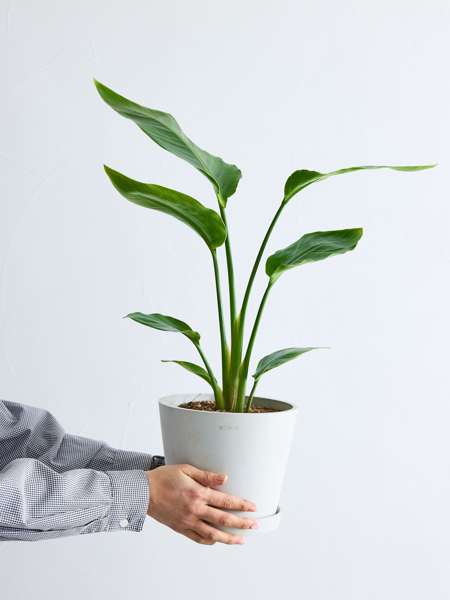 ストレリチア・オーガスタ