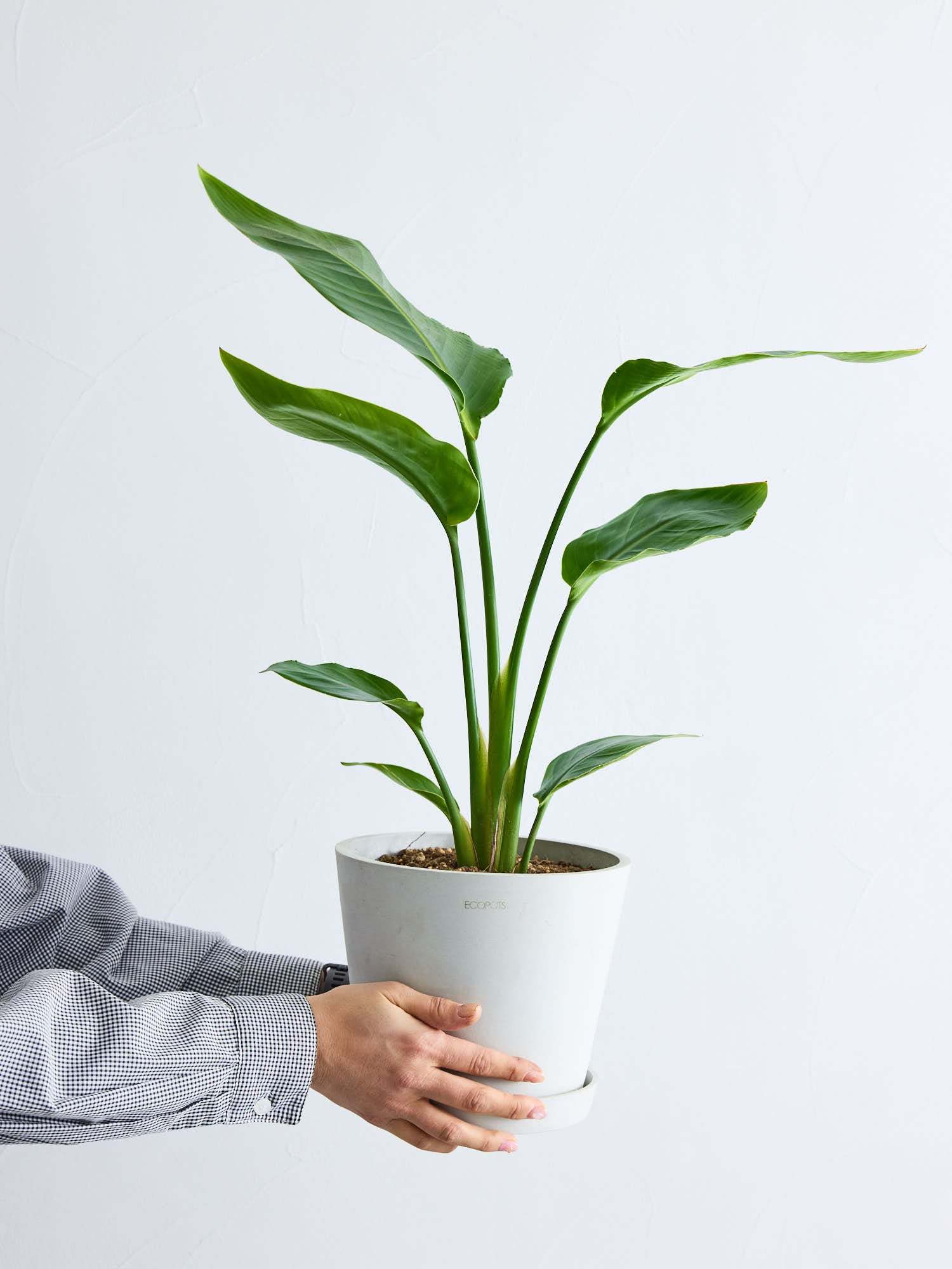 ストレリチア・オーガスタ