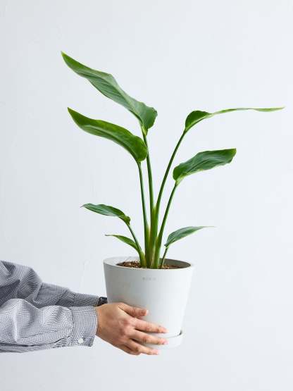 ストレリチア・オーガスタ