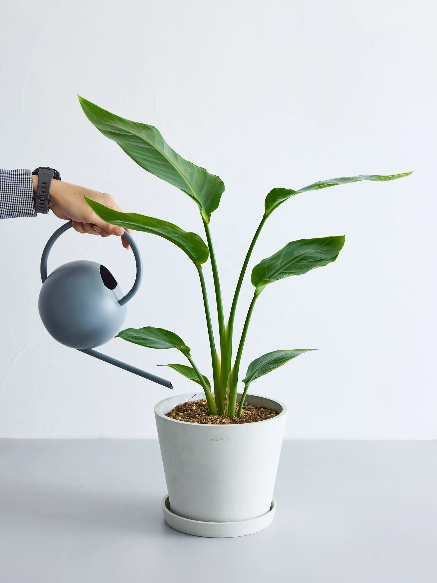 ストレリチア・オーガスタ