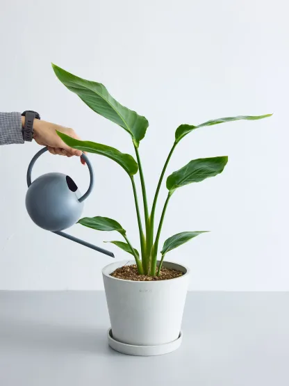 ストレリチア・オーガスタ