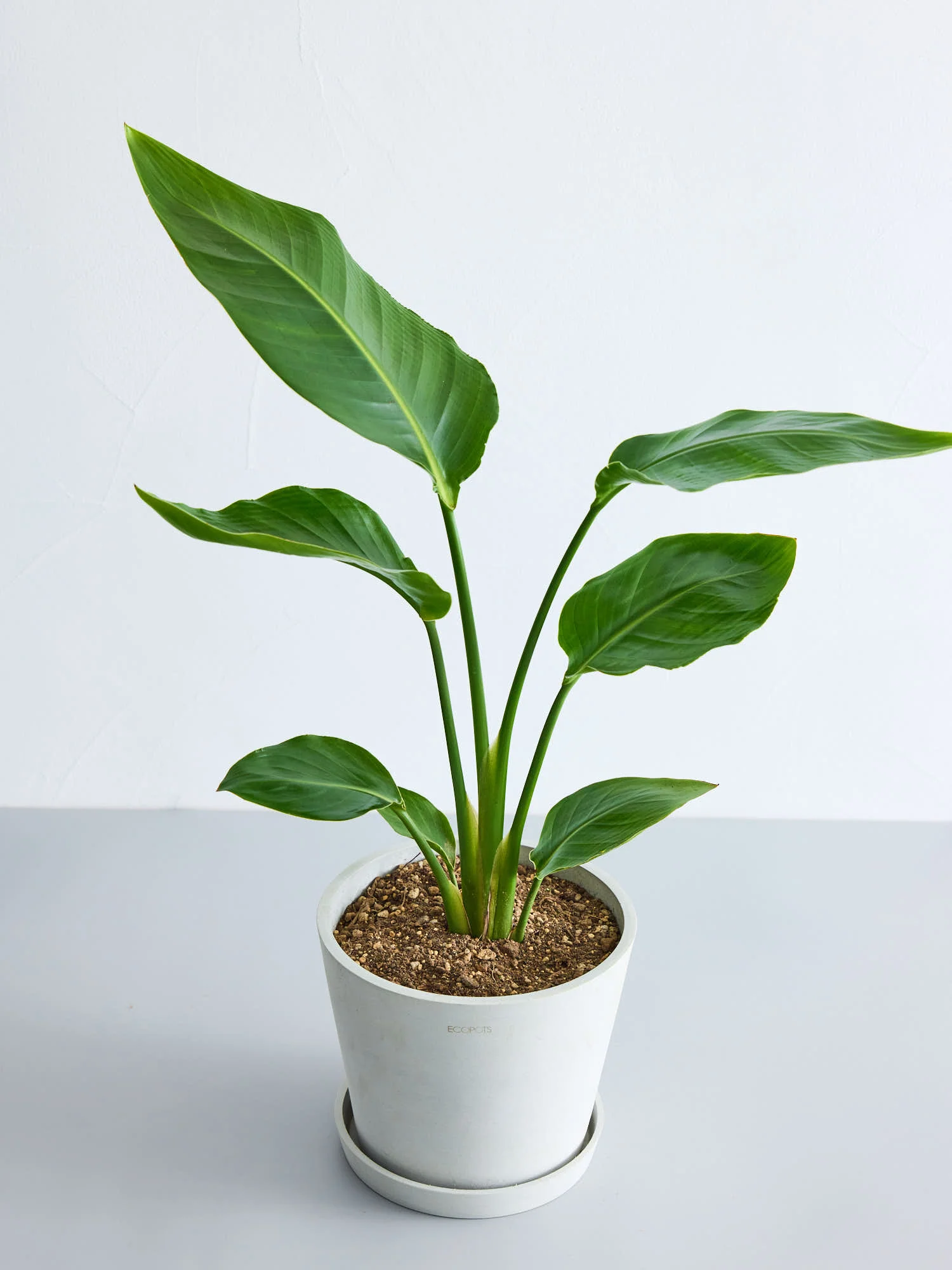 ストレリチア・オーガスタ