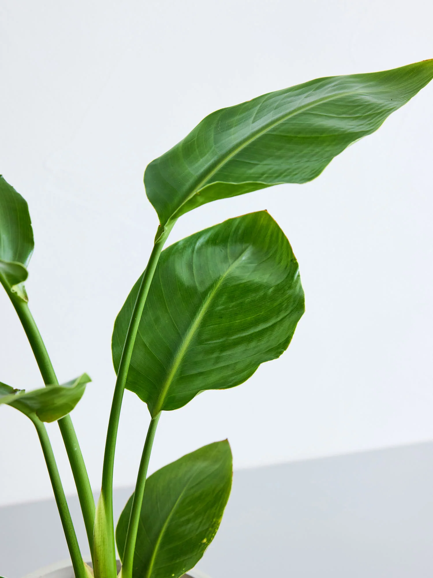 ストレリチア・オーガスタ | 空間を明るくする生き生きとした観葉植物
