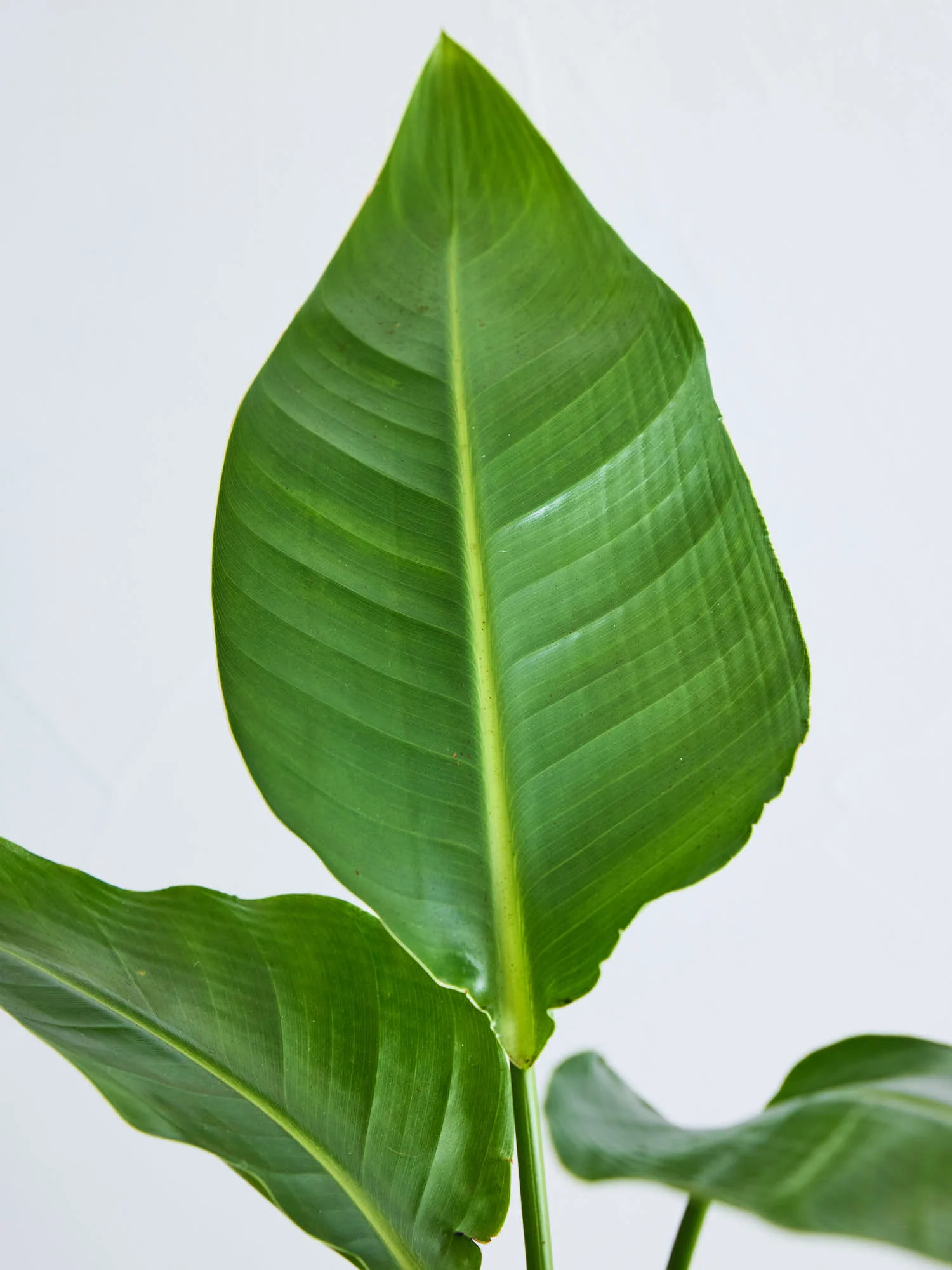 ストレリチア・オーガスタ | 空間を明るくする生き生きとした観葉植物