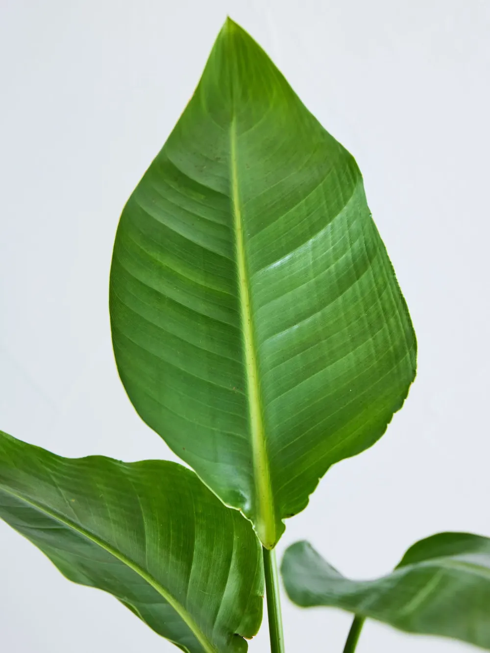 ストレリチア・オーガスタ | 空間を明るくする生き生きとした観葉植物