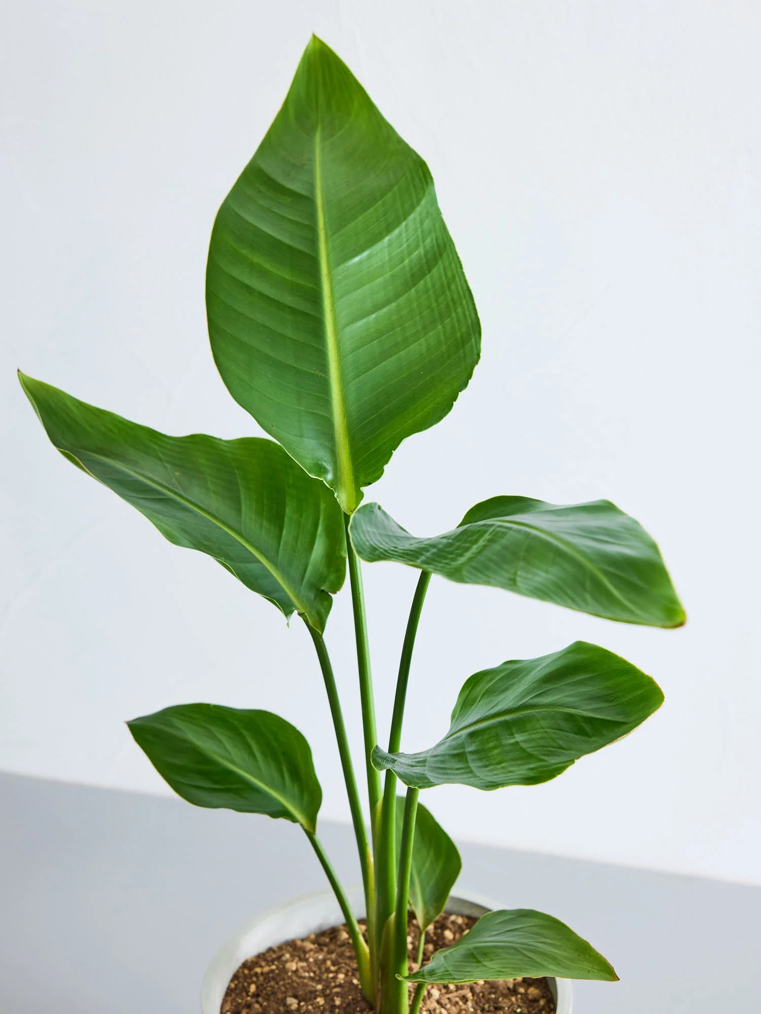 ストレリチア・オーガスタ | 空間を明るくする生き生きとした観葉植物
