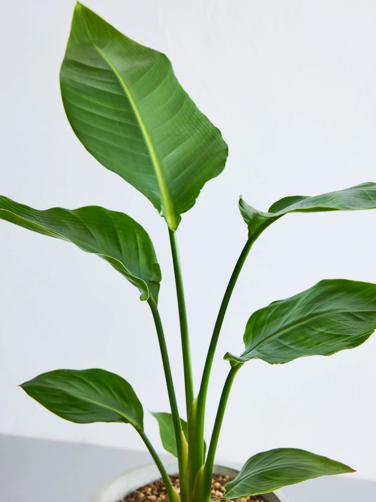 ストレリチア・オーガスタ | 空間を明るくする生き生きとした観葉植物