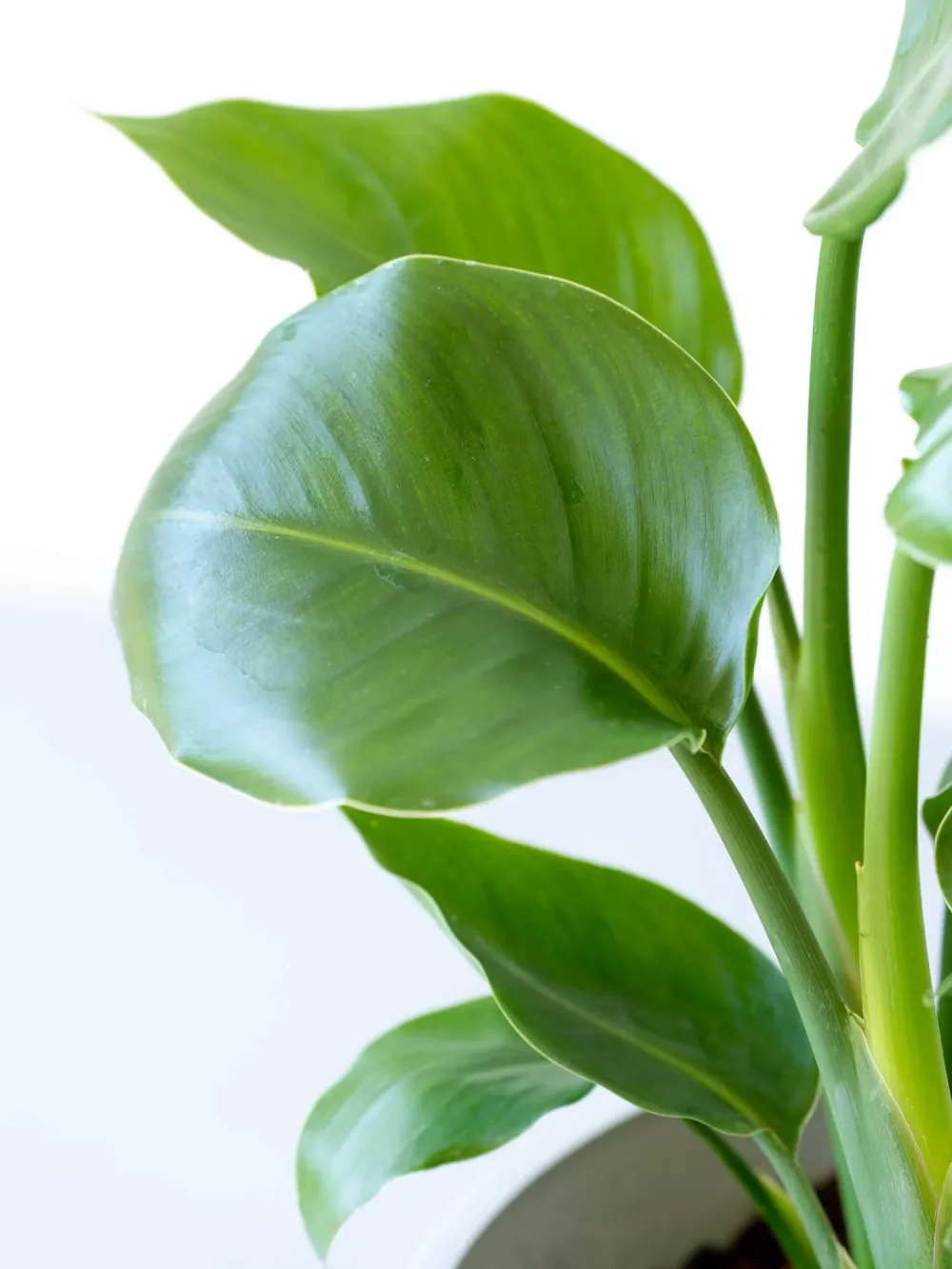 ストレリチア・オーガスタ | 空間を明るくする生き生きとした観葉植物