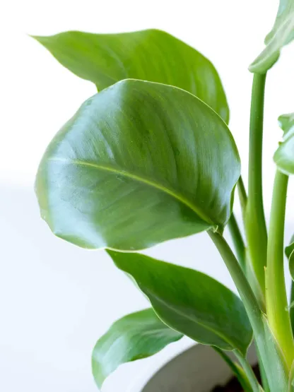 ストレリチア・オーガスタ