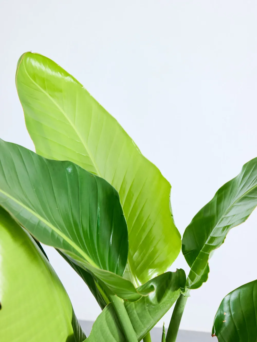 ストレリチア・オーガスタ | 空間を明るくする生き生きとした観葉植物