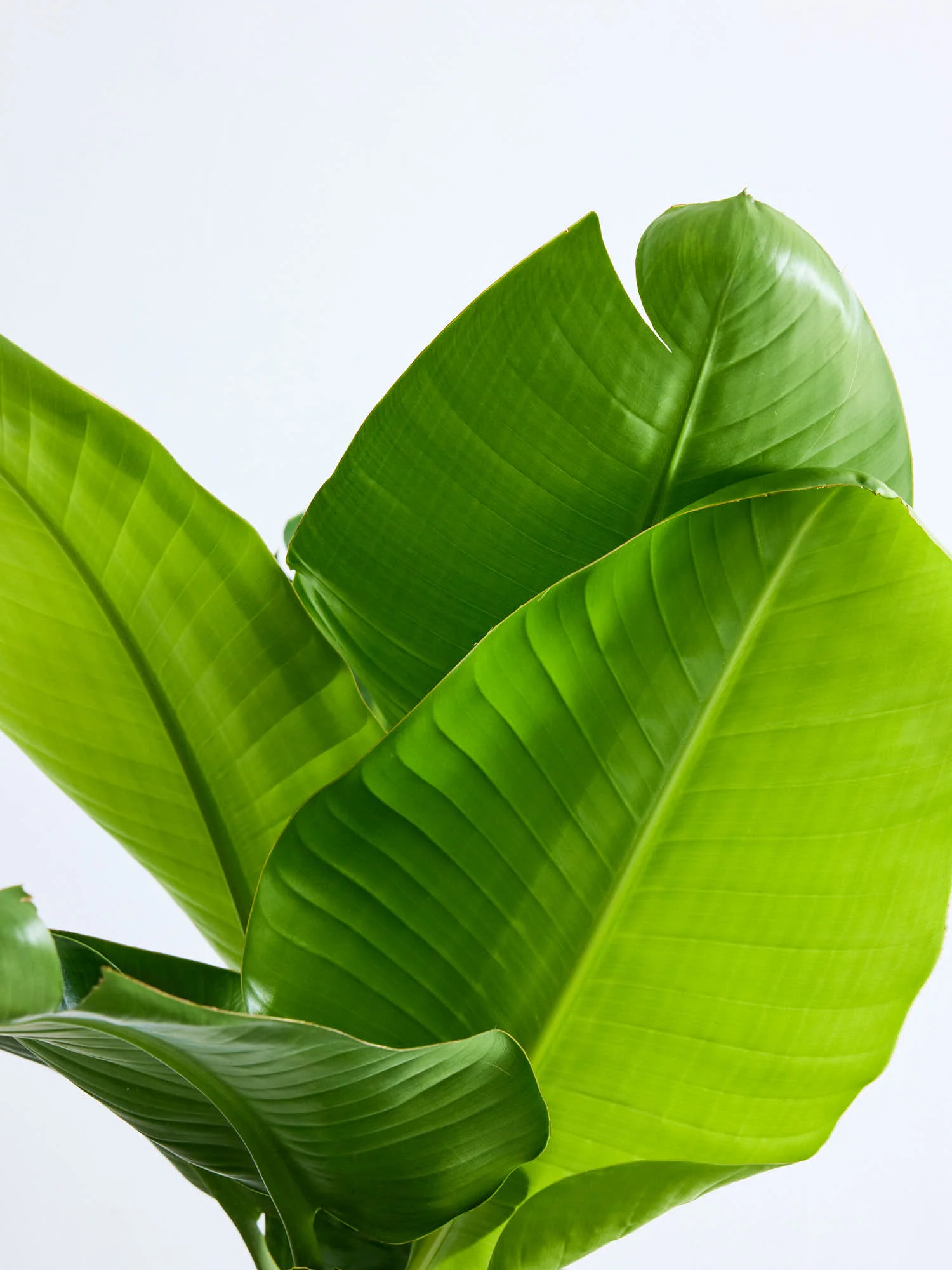 ストレリチア・オーガスタ | 空間を明るくする生き生きとした観葉植物