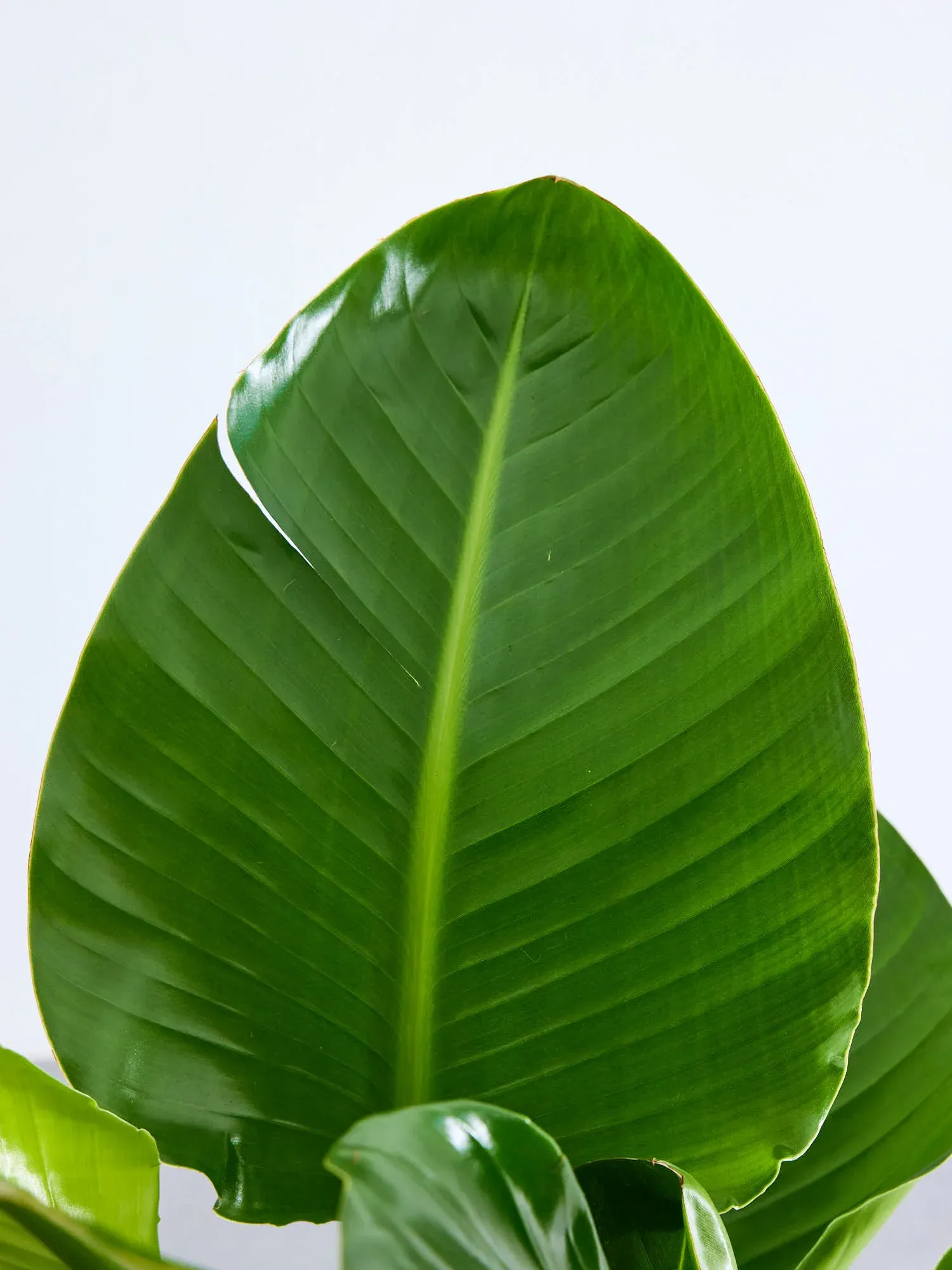 ストレリチア・オーガスタ