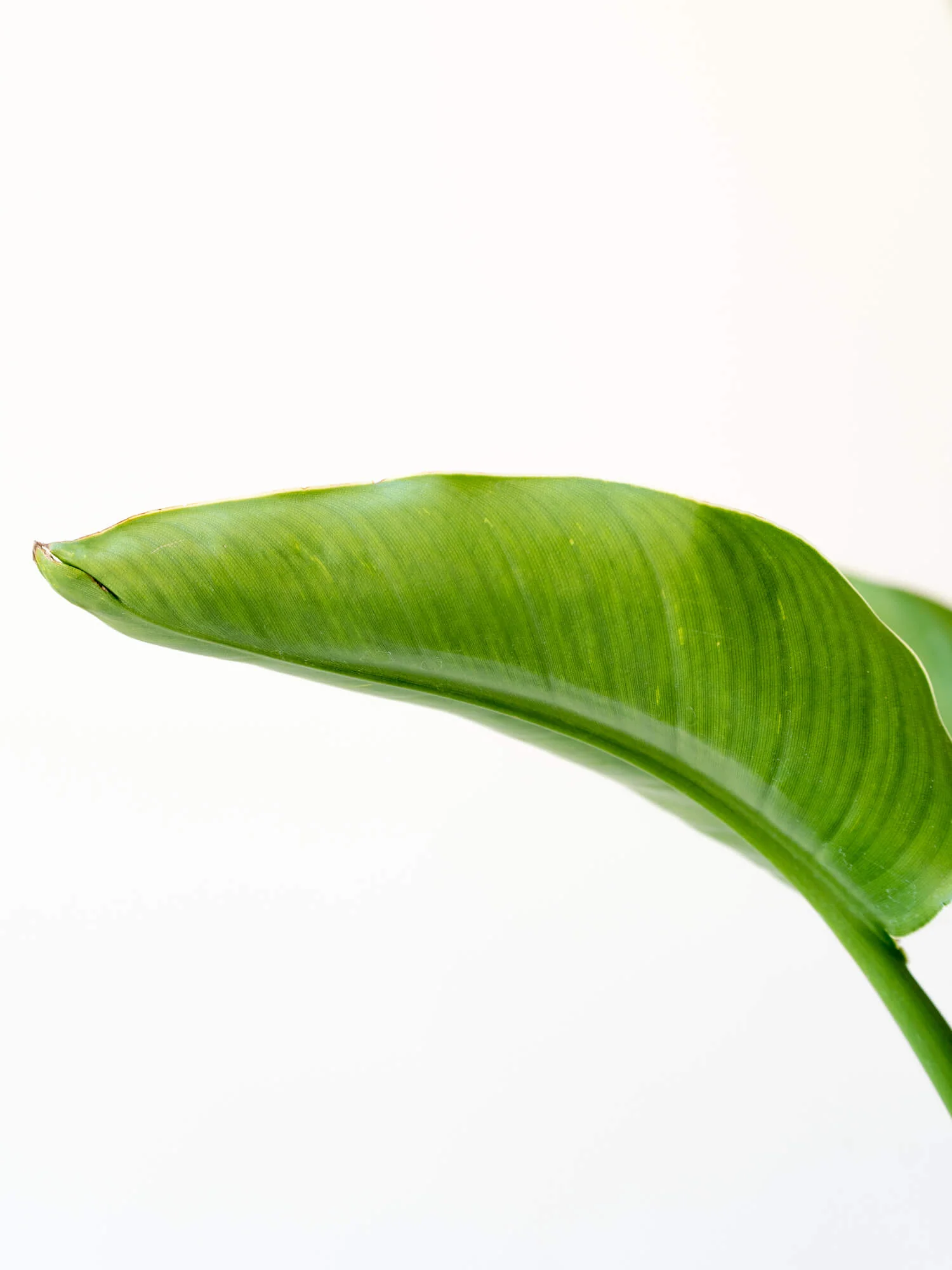 ストレリチア・オーガスタ