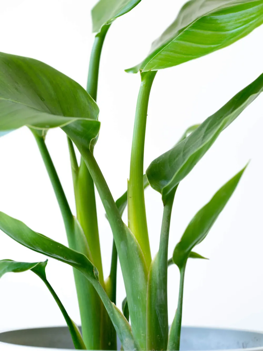 ストレリチア・オーガスタ | 空間を明るくする生き生きとした観葉植物