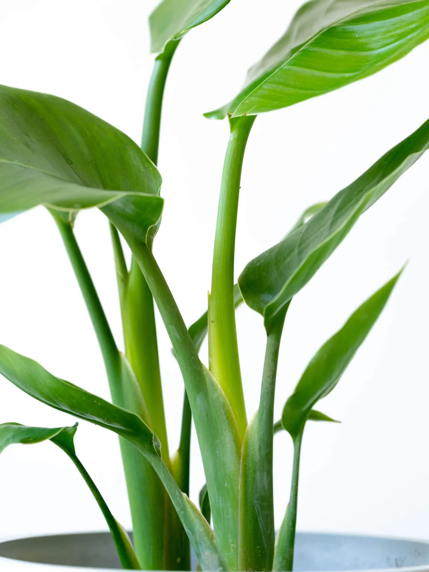 ストレリチア・オーガスタ