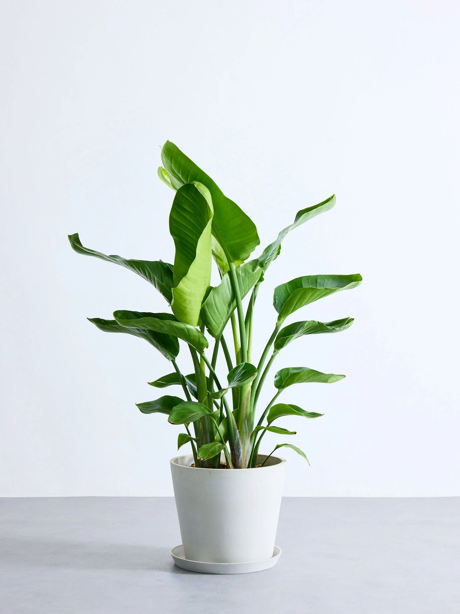 ストレリチア・オーガスタ | 空間を明るくする生き生きとした観葉植物