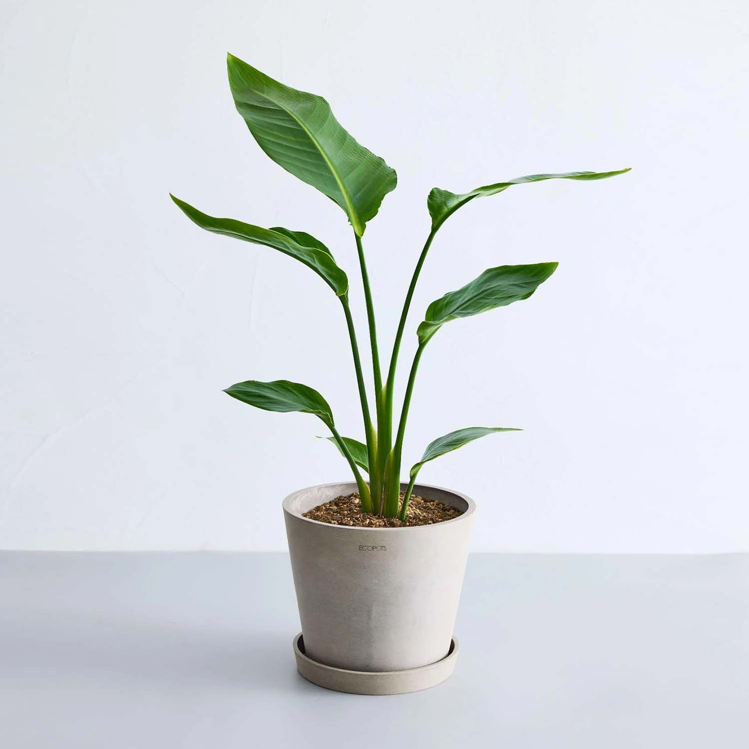 ストレリチア・オーガスタ | 空間を明るくする生き生きとした観葉植物