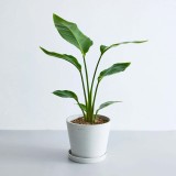 ストレリチア・オーガスタ